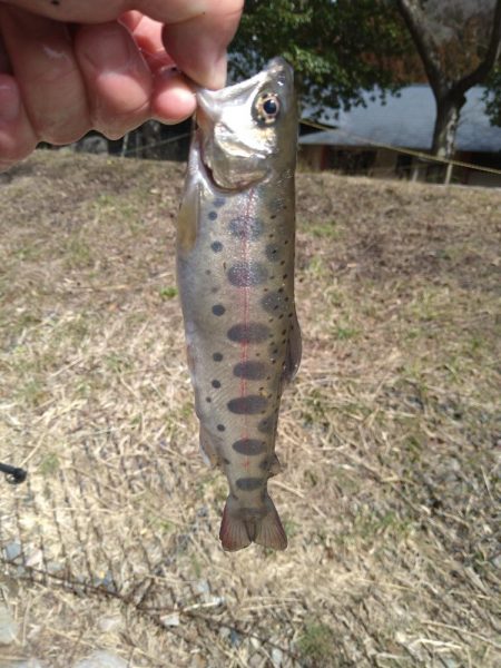 アマゴの味が忘れられず